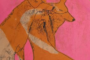 Bild zweier Füchse mit starkem rotem Hintergrund.